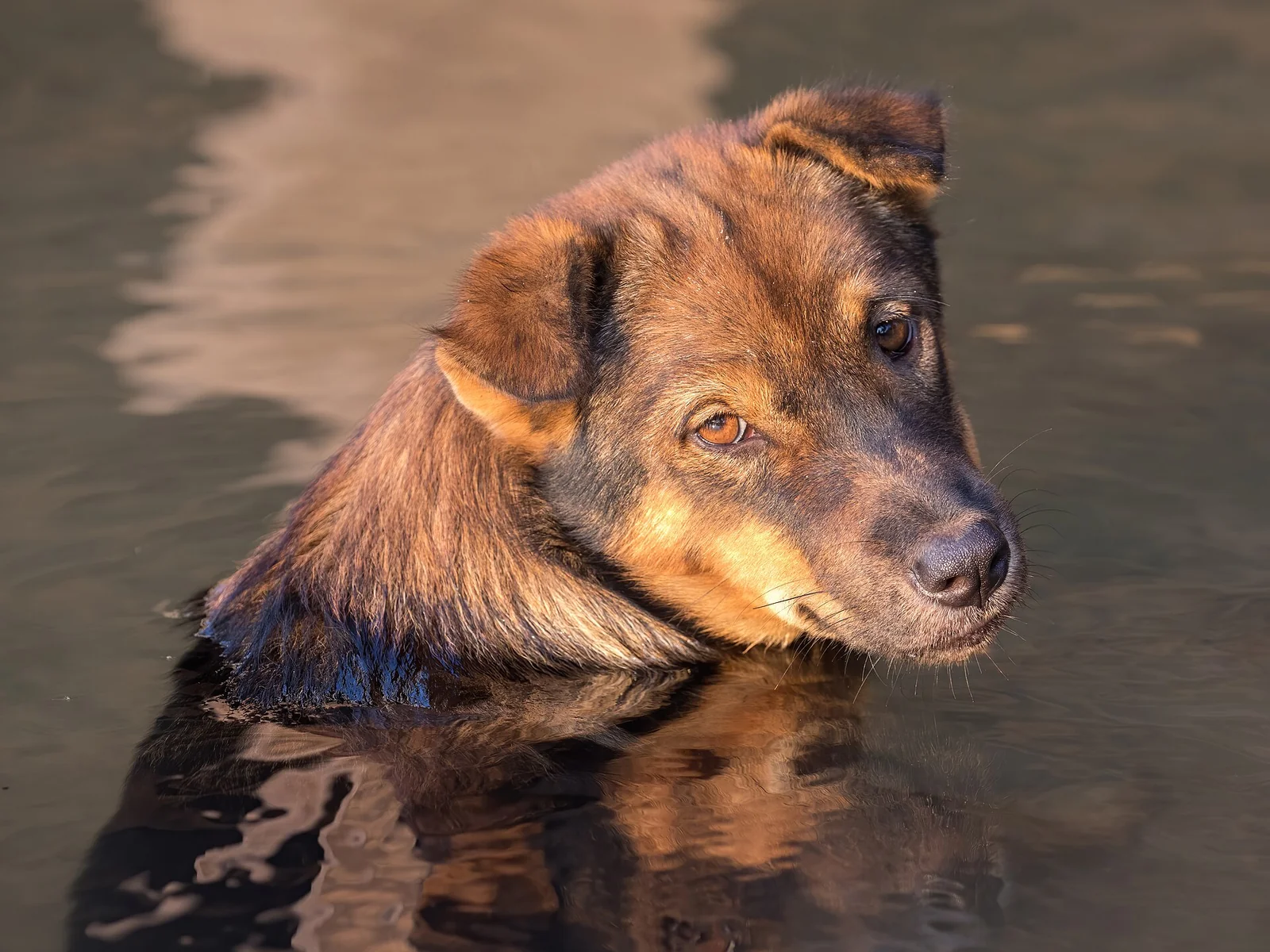 Halloween and Holiday Safety for Dogs Who Prefer a Quiet Evening