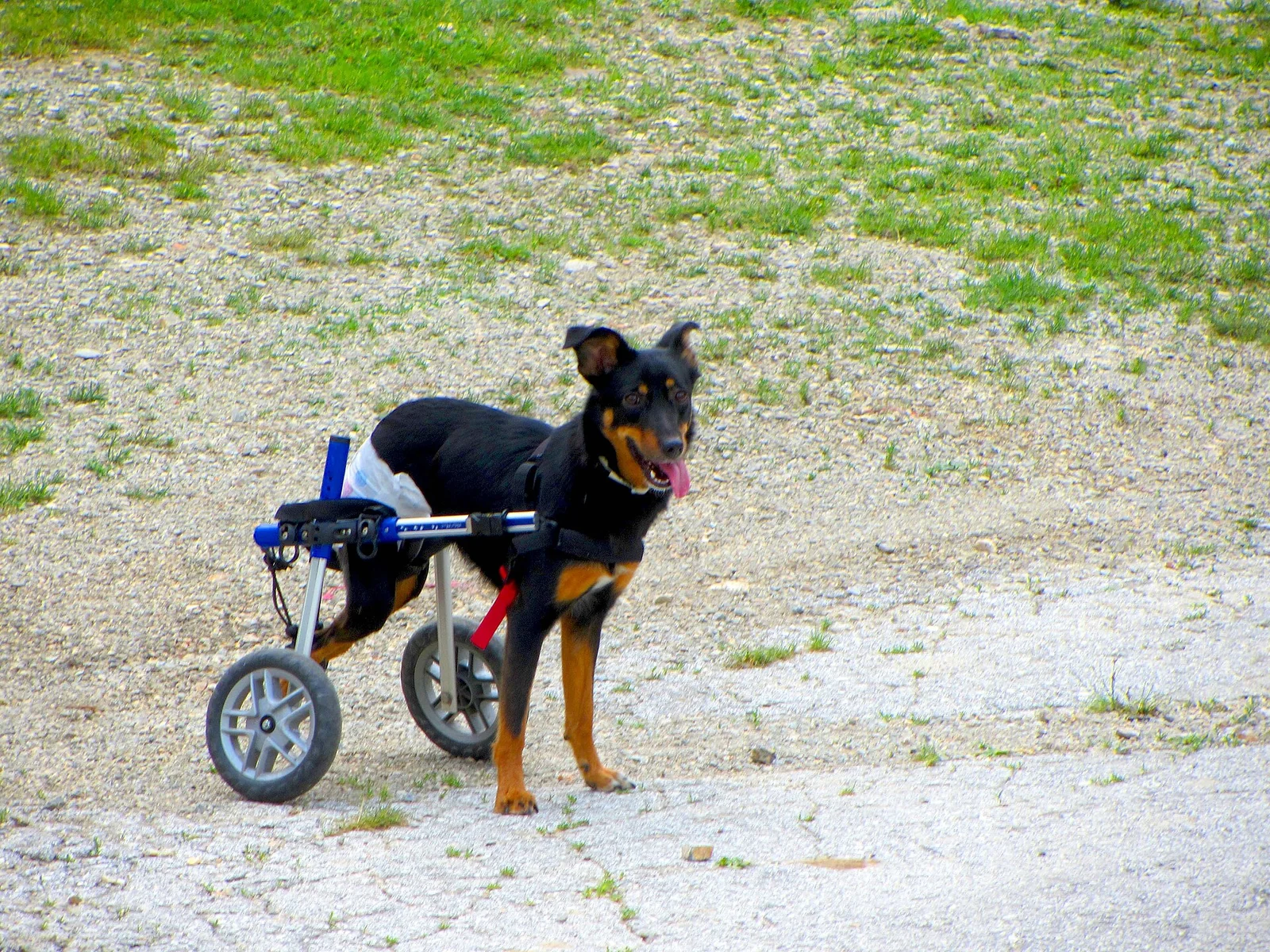 Caring for a Paralyzed Dog: A Daily Plan Before the Wheelchair
