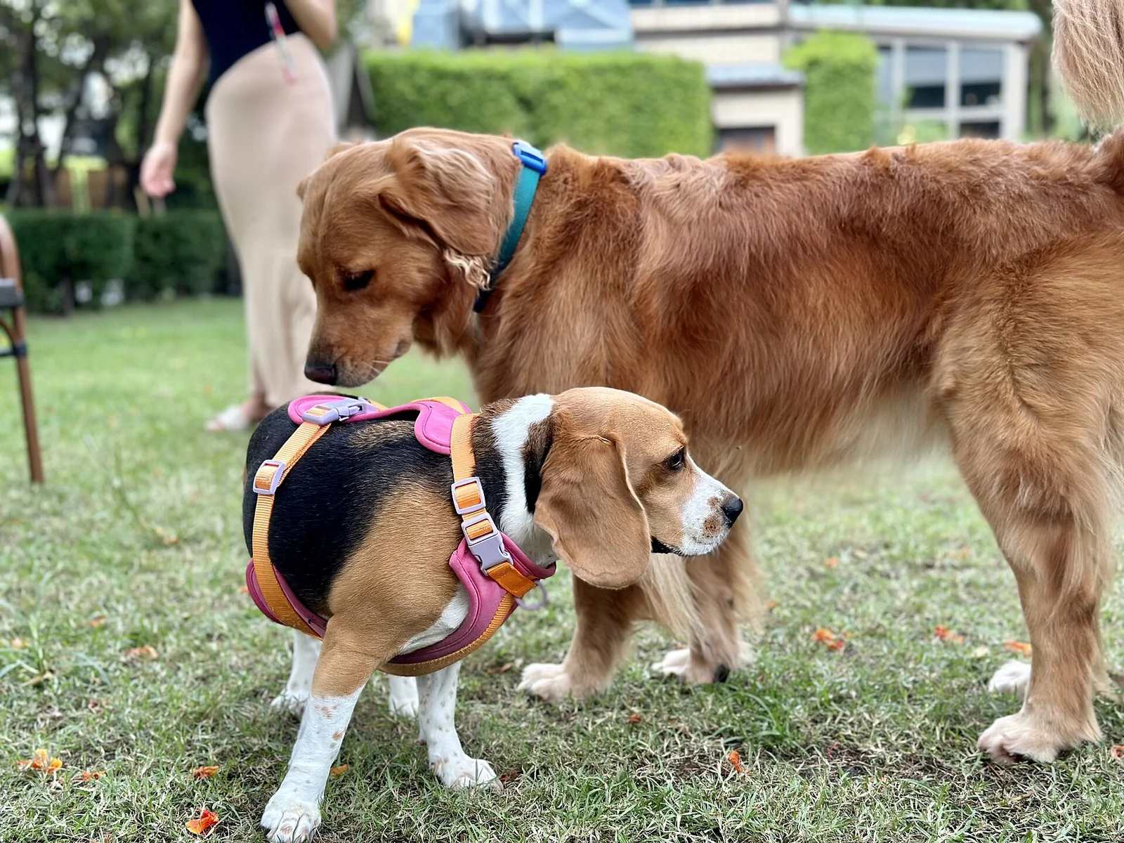 Why Dogs Sniff Each Other—and When to End the Greeting