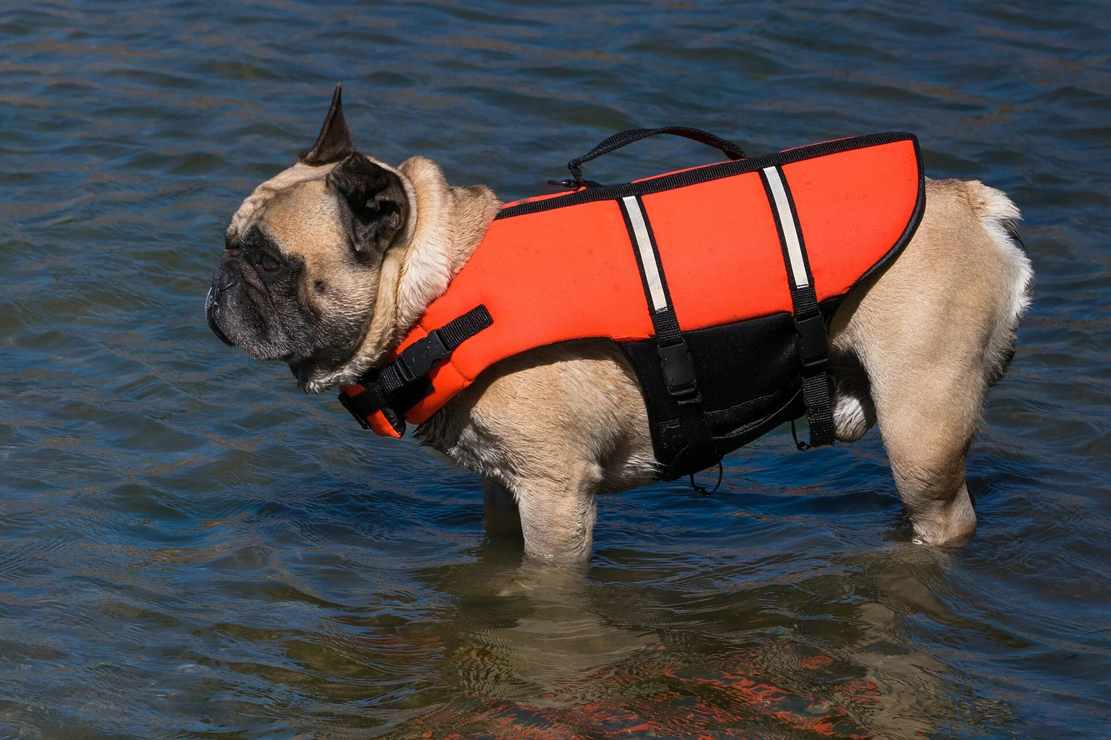 A French bulldog wearing a bright orange life jacket in shallow water