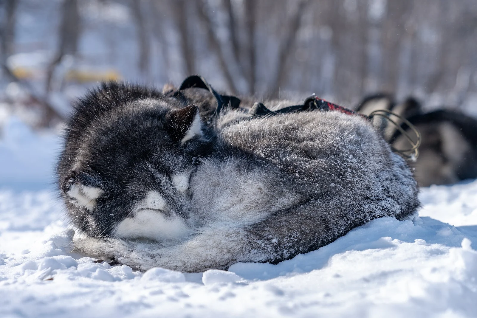 A husky curled up in snow