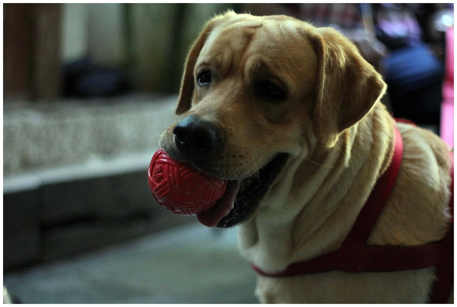A Dog’s Rainy-Day Diary: The Indoor Expedition