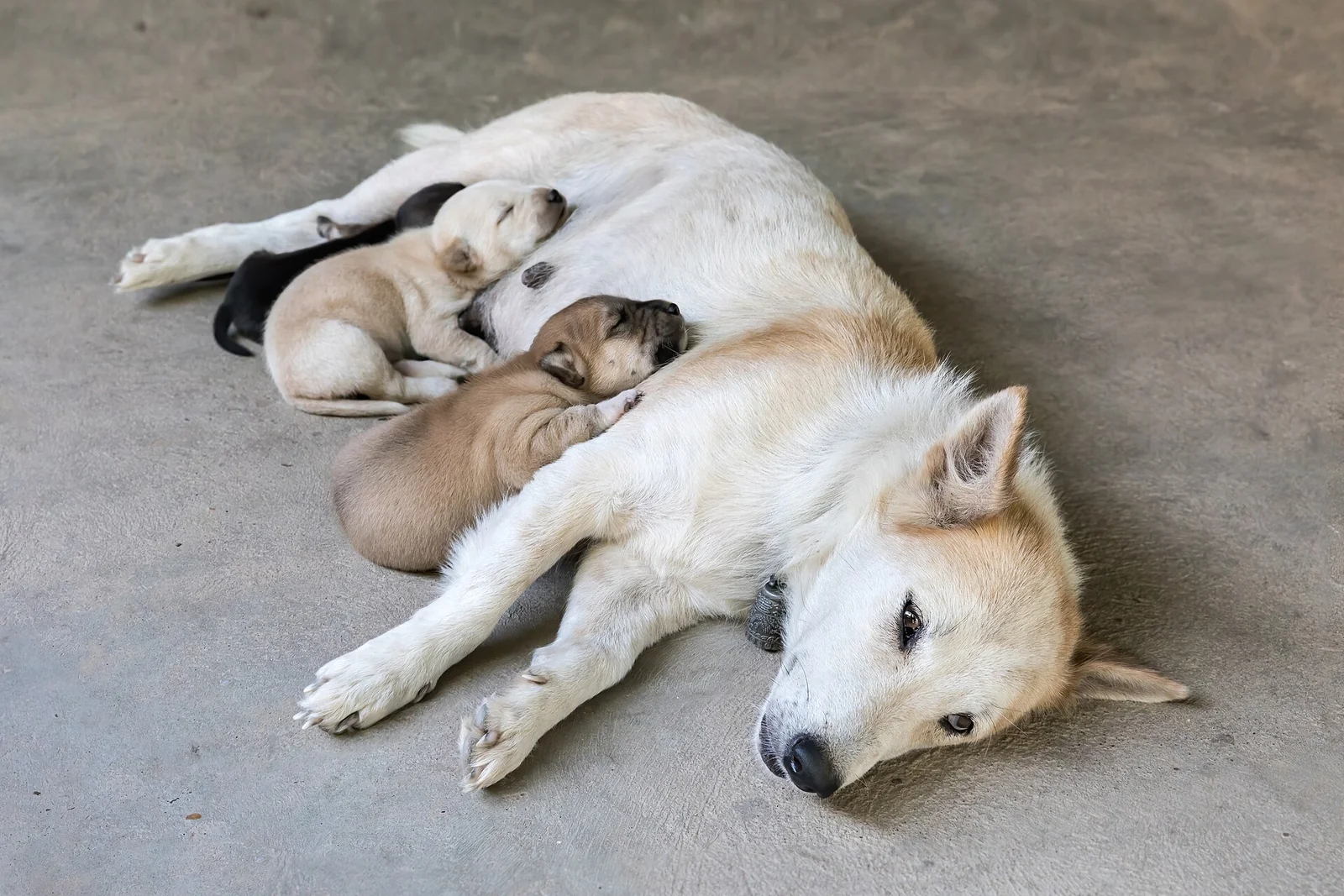 The Villalobos Mother-and-Puppies Reunion Is an Older Rescue Story Worth Dating Correctly