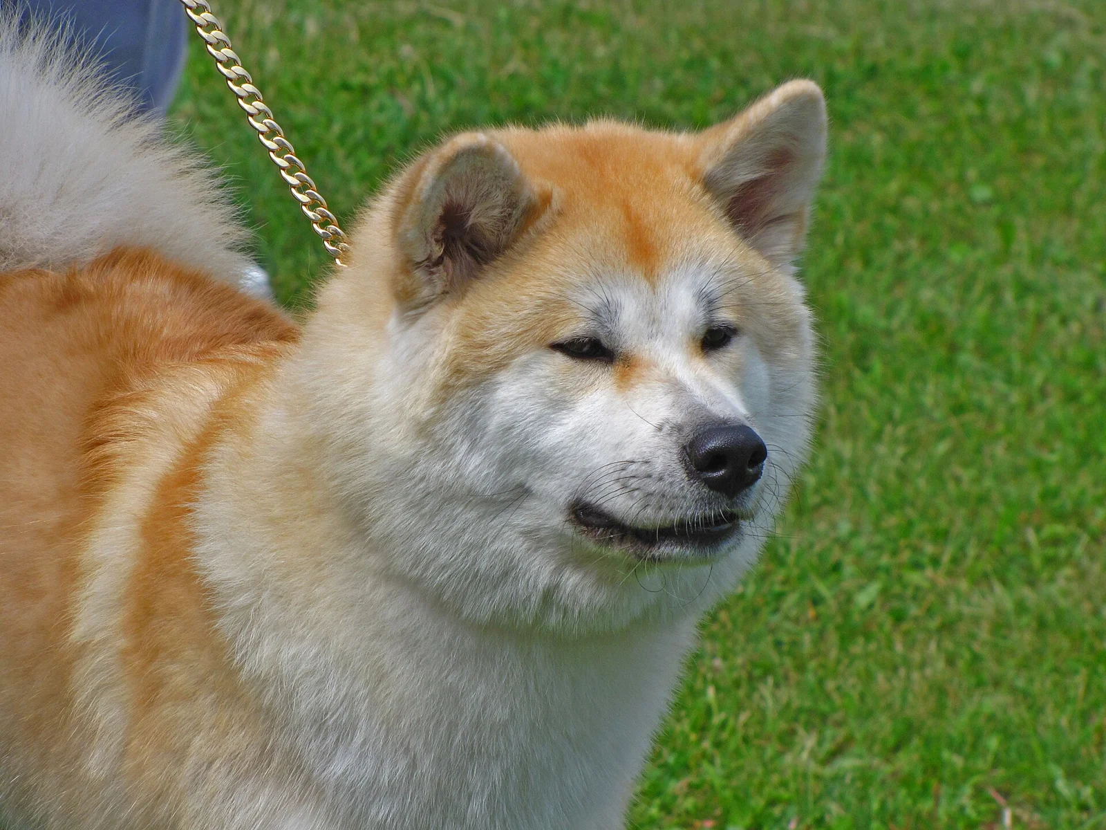 Keeping Your Dog Safe Around Wildlife