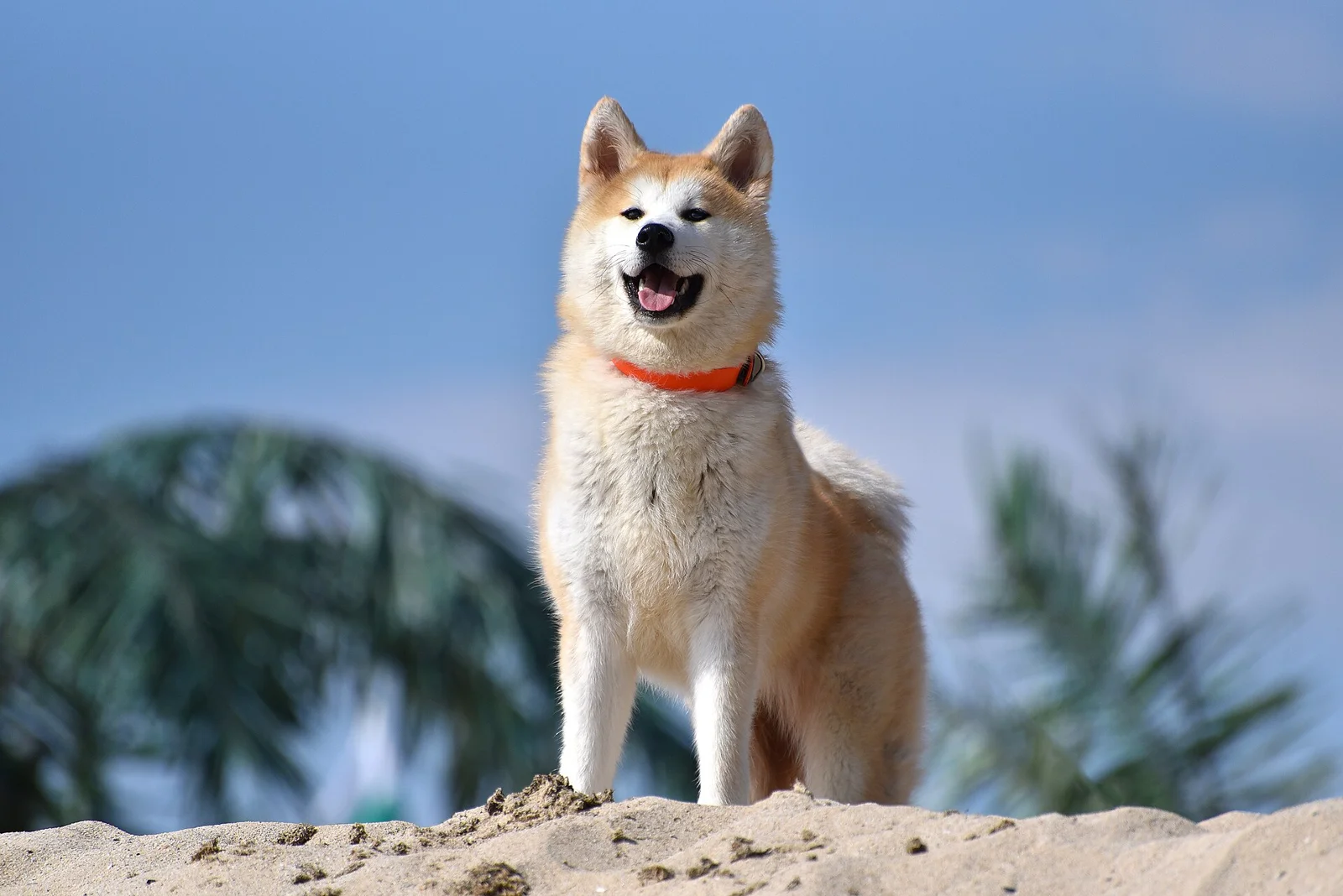 Blue Eyes and Rare Coats: Choose a Dog Beyond the Colour