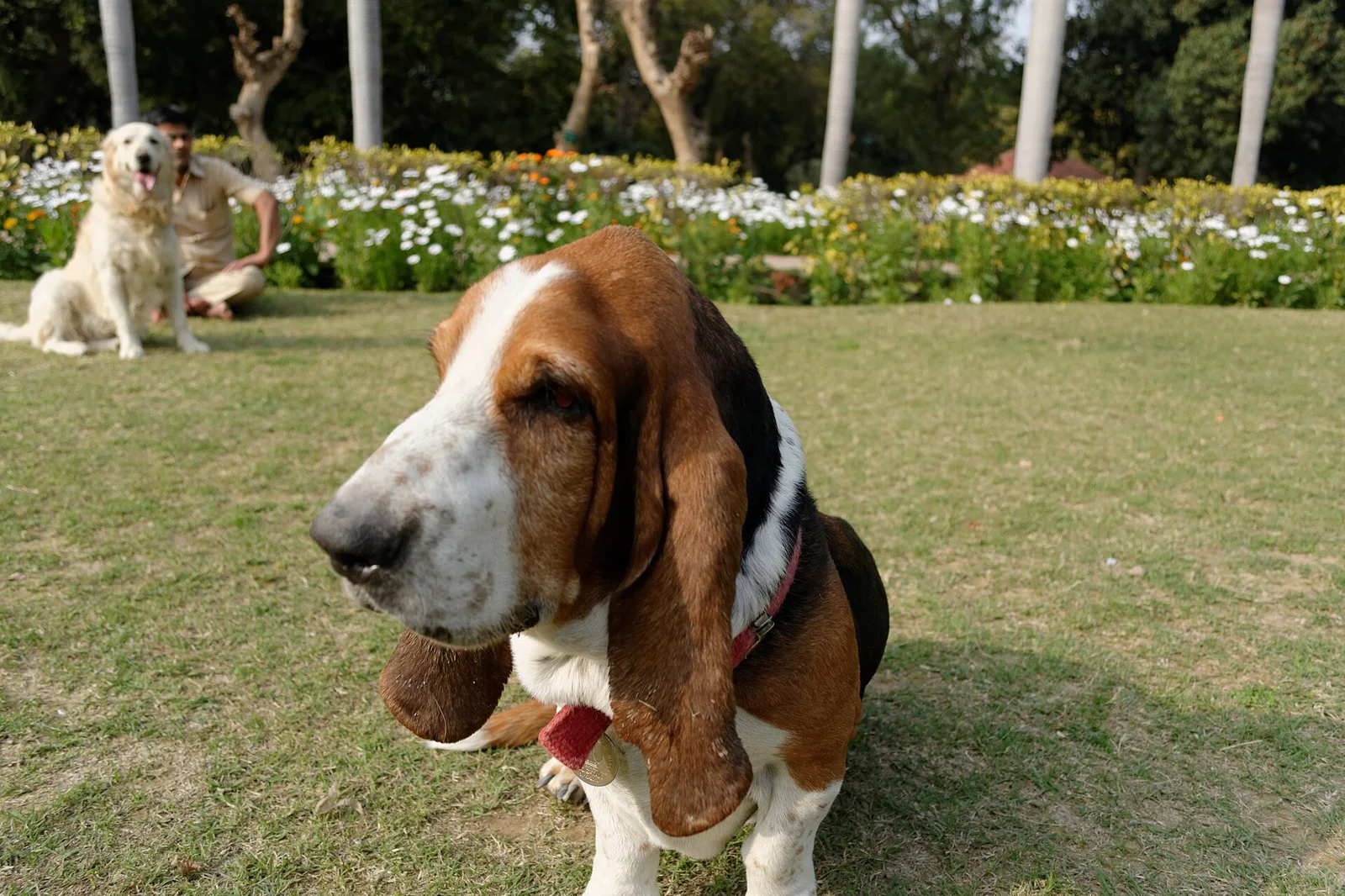 Why Dogs Bark and Howl: Work With the Cause