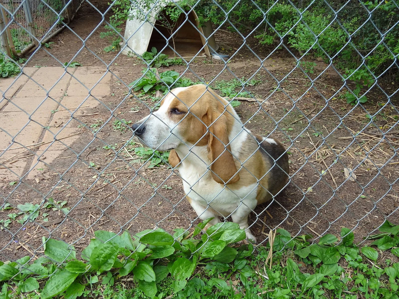 Adopting an Adult or Senior Dog: Prepare for the Ordinary Days