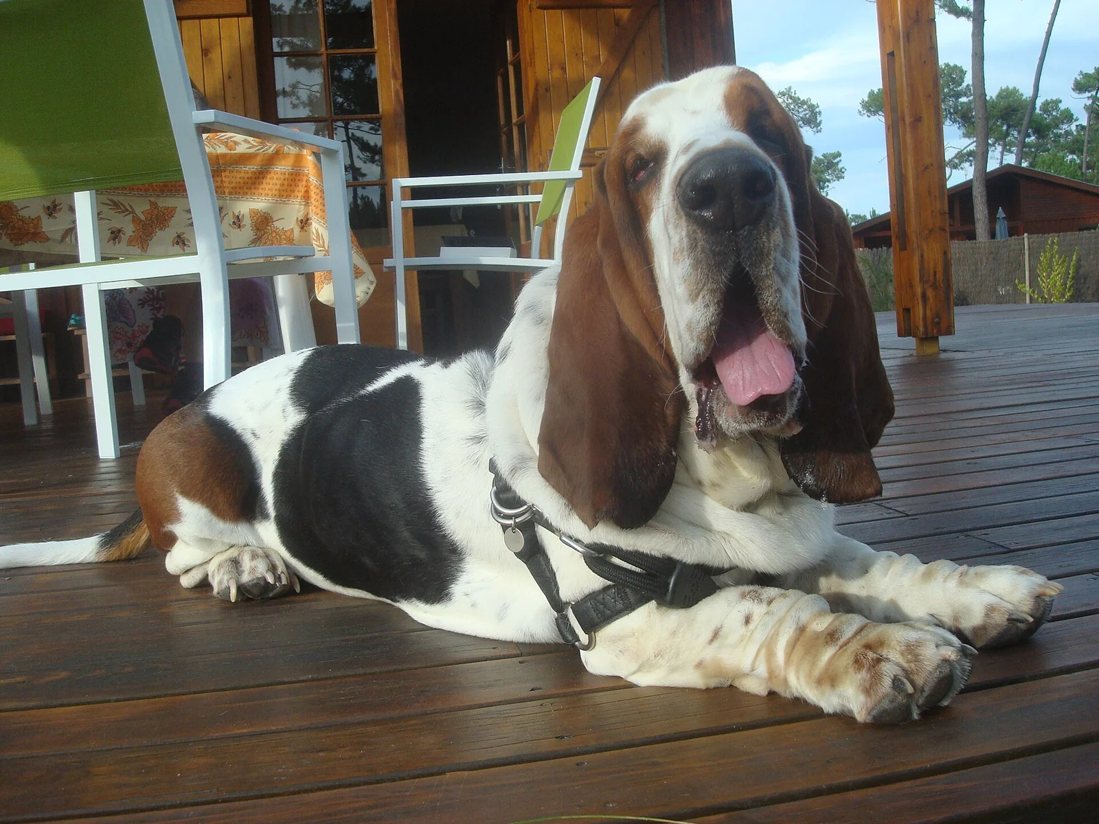 Storms and Emergencies: Make a Plan Your Dog Can Follow