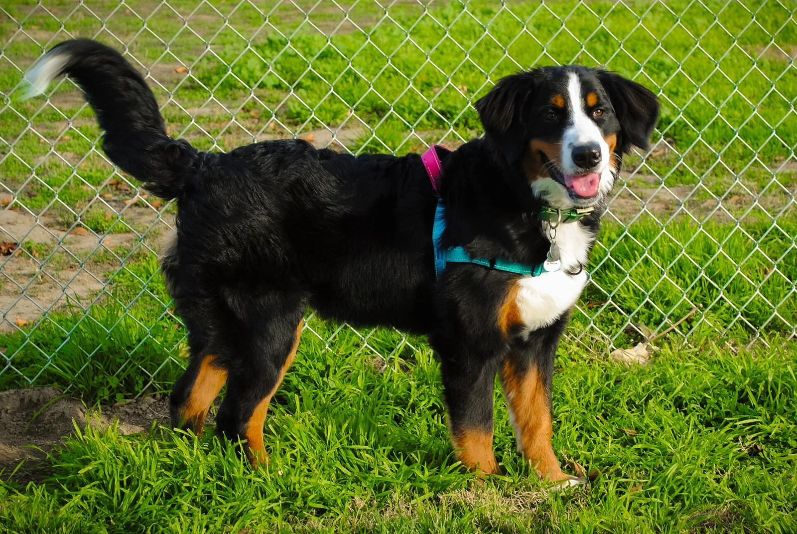 Bernese Mountain Dog standing on grass beside a fence