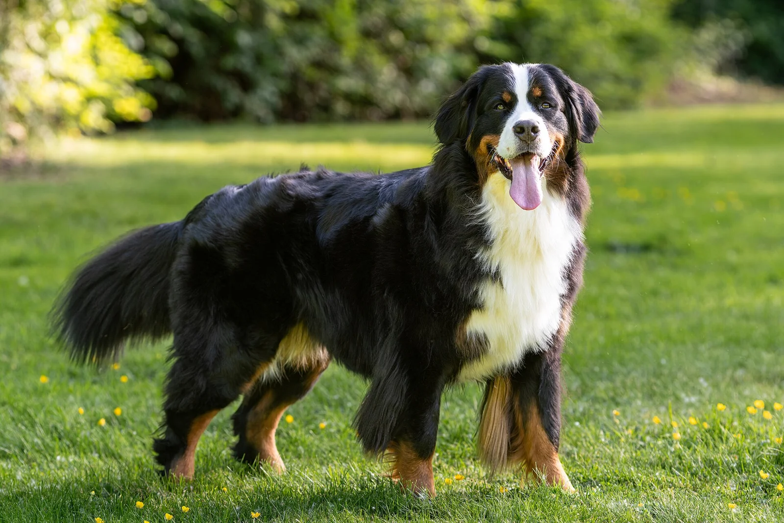 Happy Tail Injuries: When an Enthusiastic Wag Keeps Opening a Wound