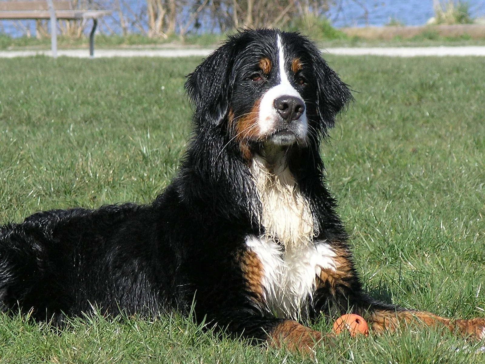 Living With Giant and Mountain Dogs: Space, Handling and Everyday Care