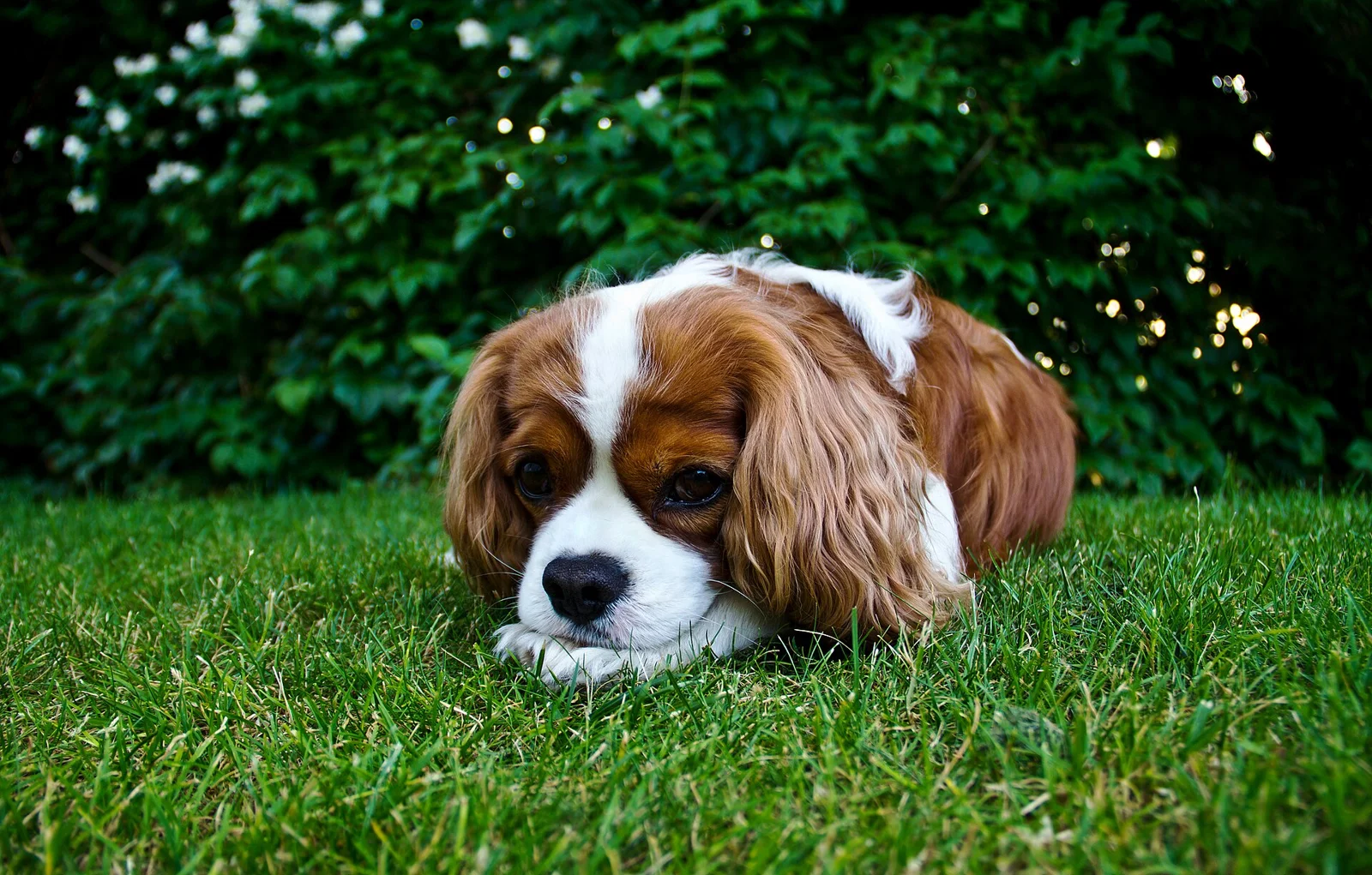 Googoo and Rambabu Put Delhi’s Community Dogs in the Spotlight
