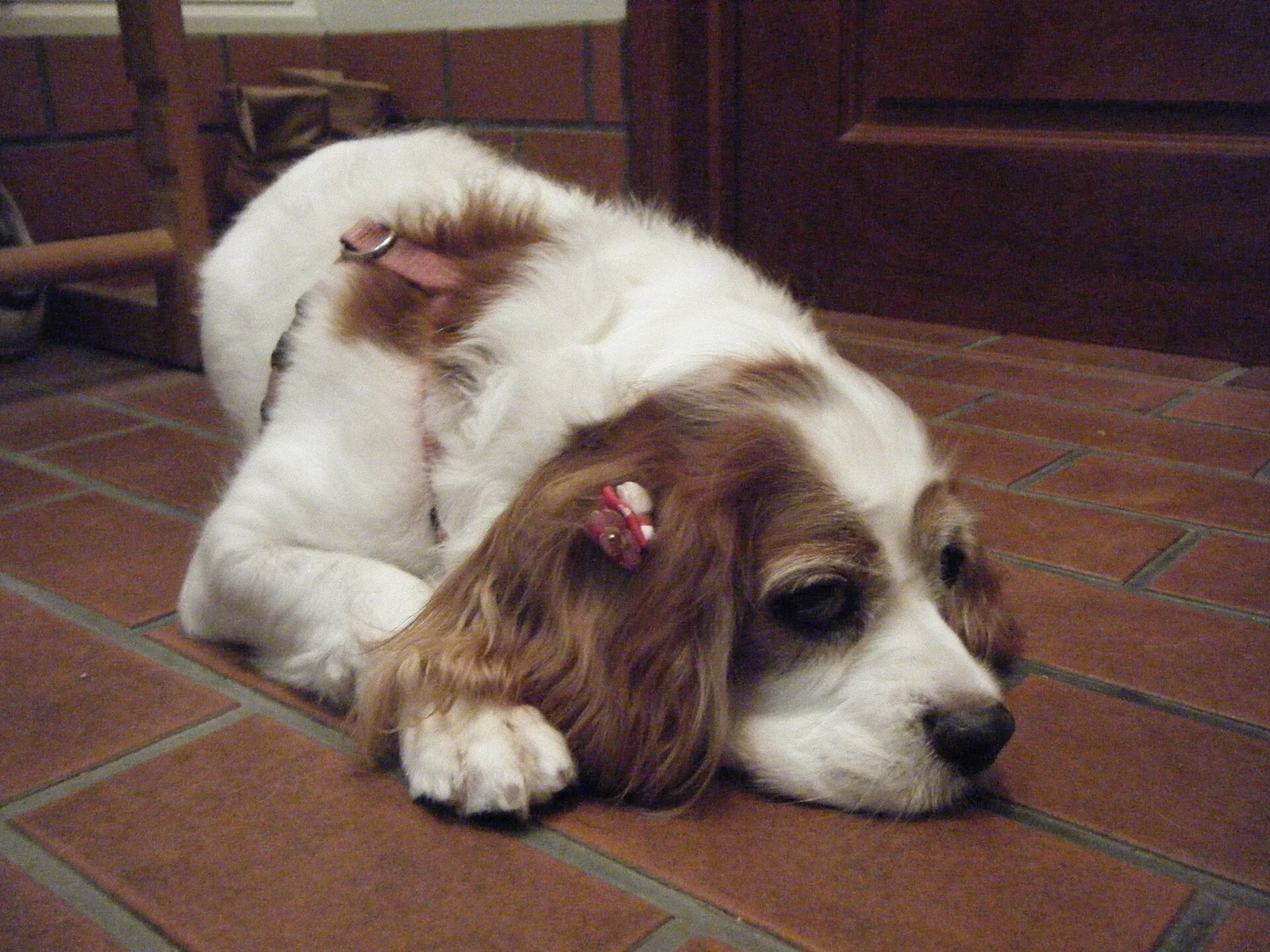 Toy Dogs Are Adult Dogs: Choosing and Caring for a Small Companion