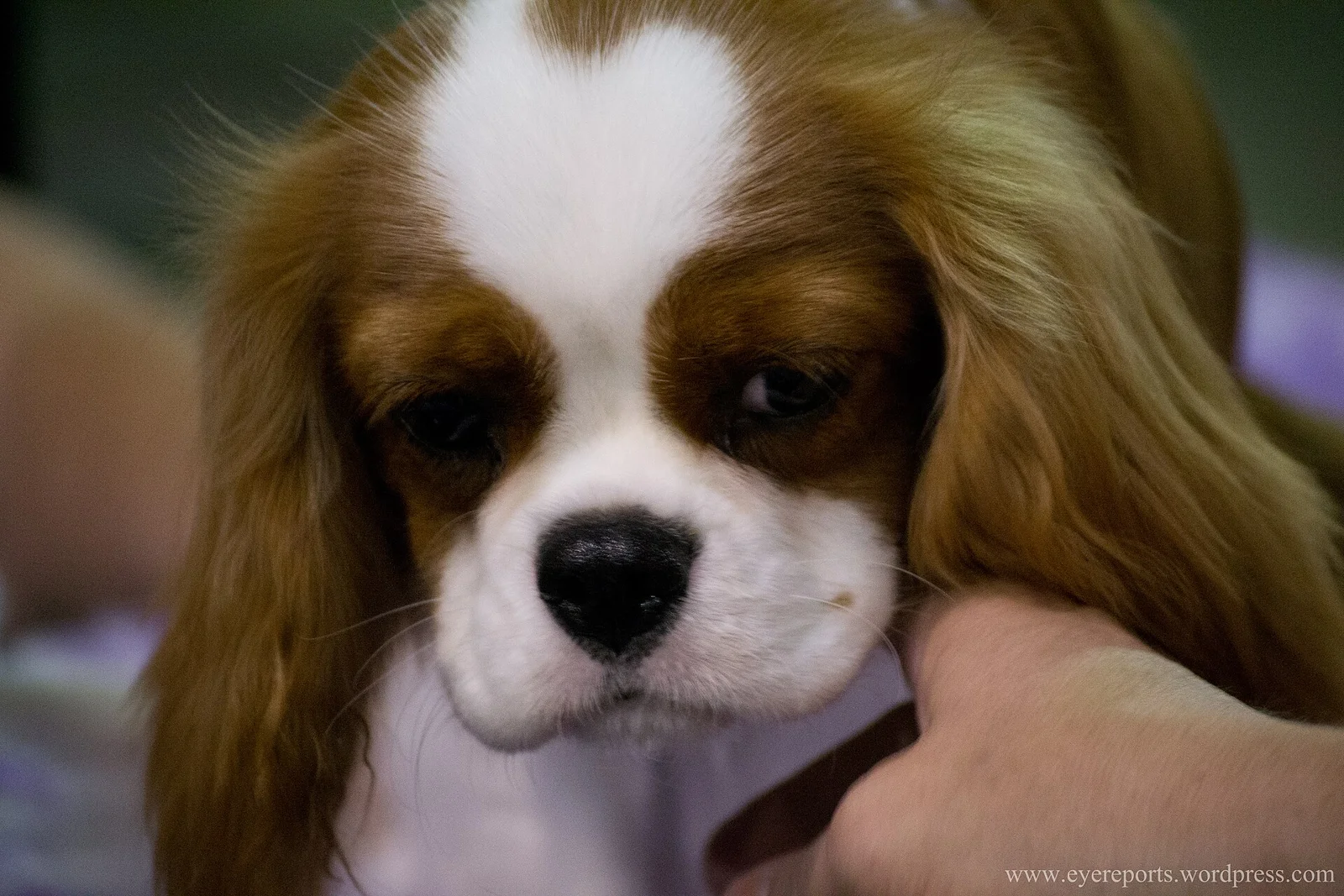 Close portrait of a young Cavalier King Charles Spaniel
