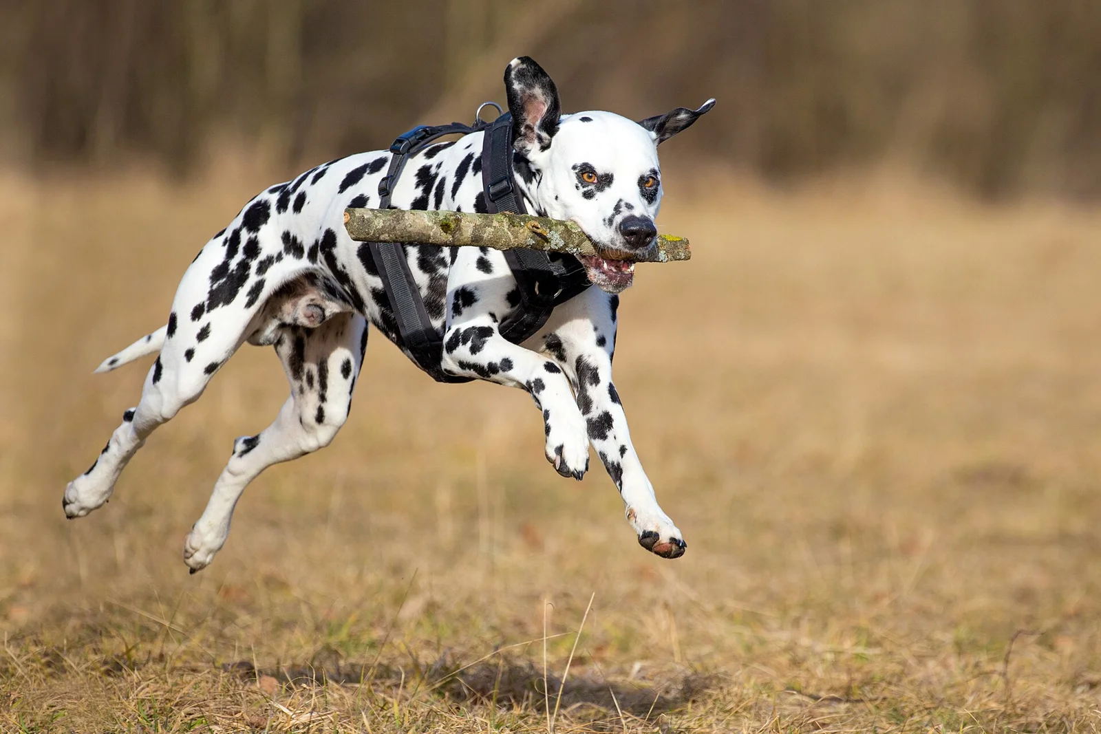 If Dogs Ran for Office, the Manifesto Would Need a Few Edits
