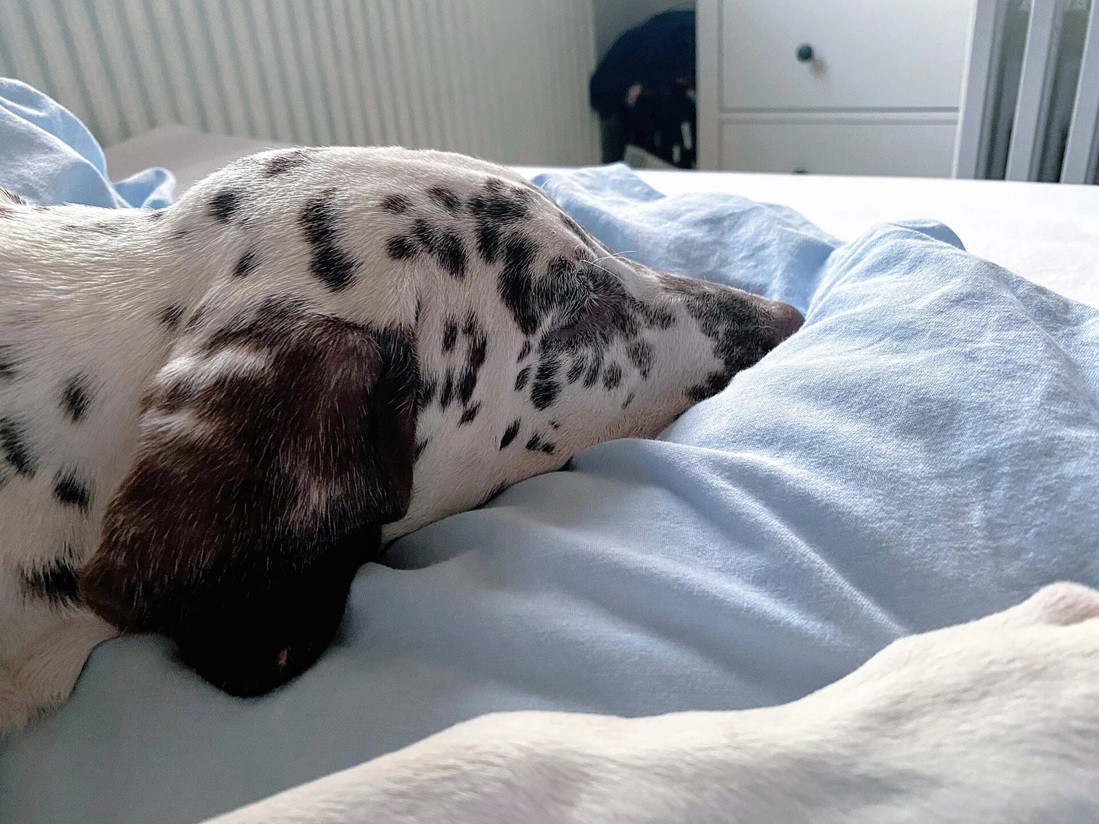 Liver-spotted Dalmatian resting its head on bedding