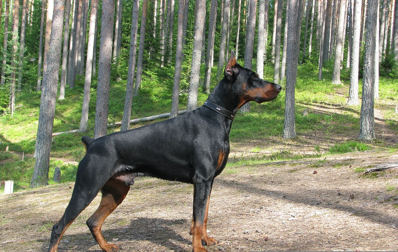 Doberman Grooming: Short Coats Still Need a Routine