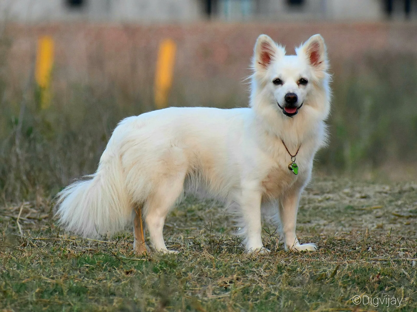 Therapy Dogs and Support Roles: Temperament Matters More Than a Breed List