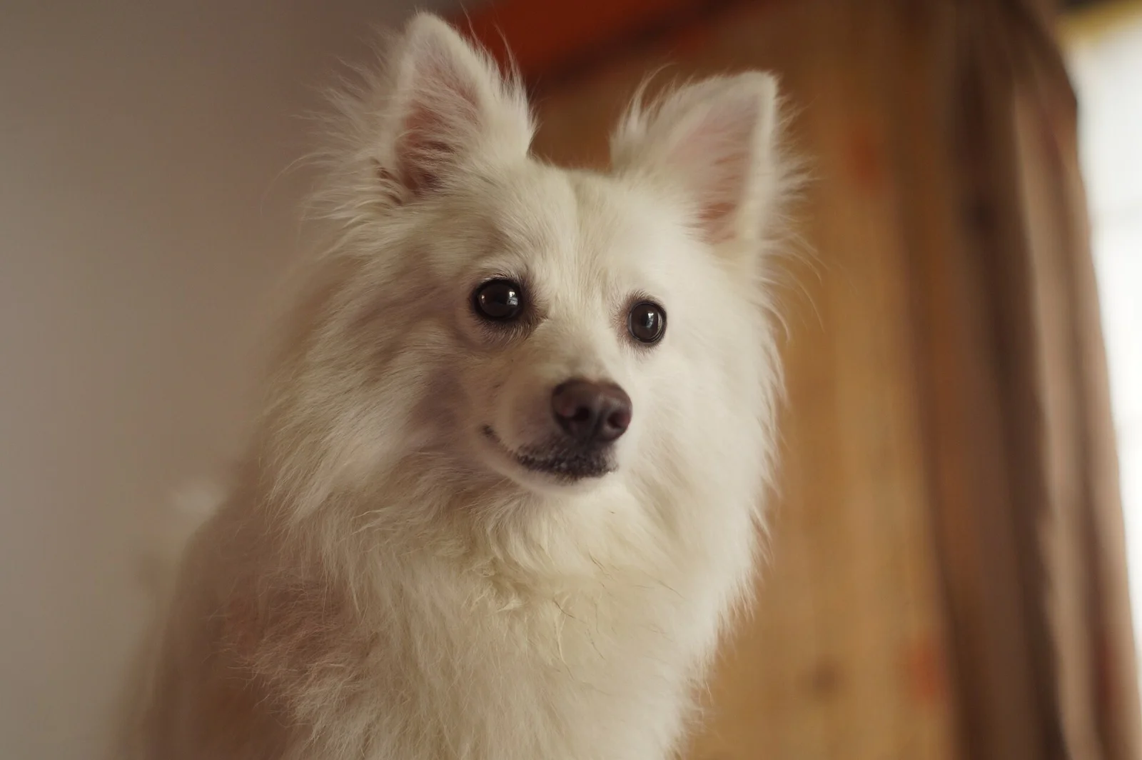 Indian Spitz Care: A Practical Training and Grooming Routine