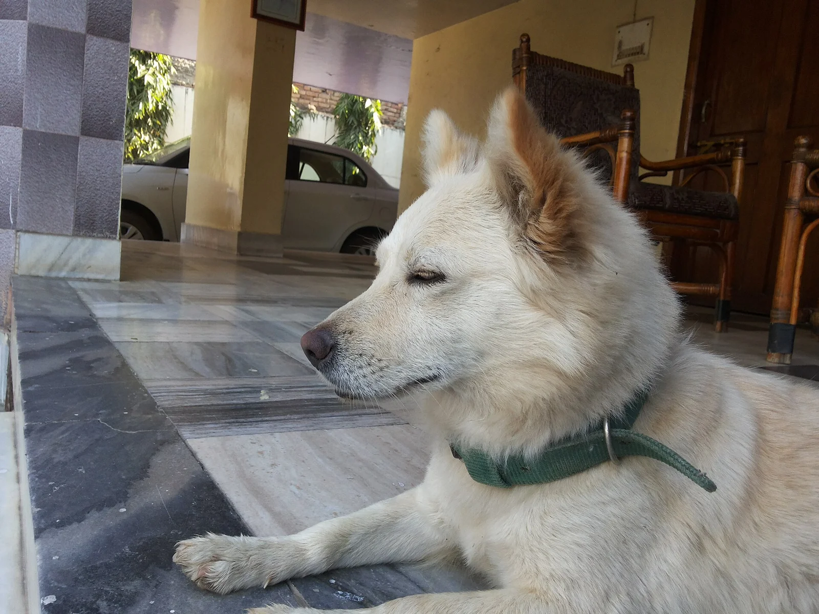Choosing a Dog for an Older Adult: Energy, Handling and Long-Term Care