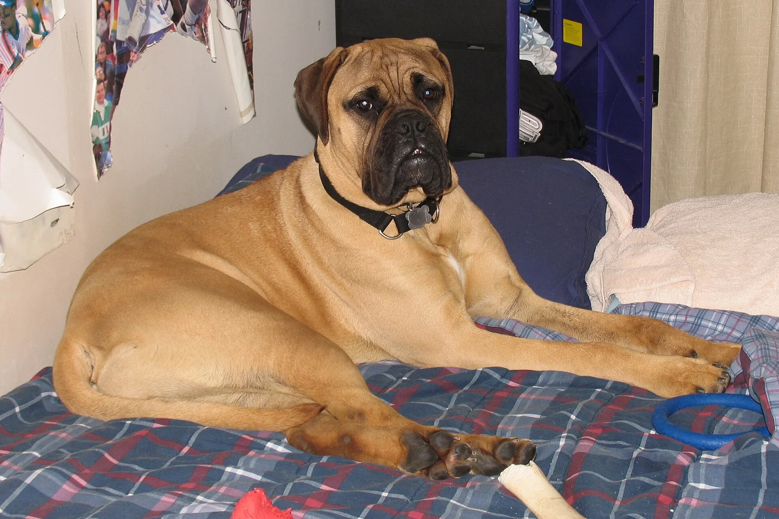 Affectionate Dog Breeds: Finding a Companion Who Fits Your Life
