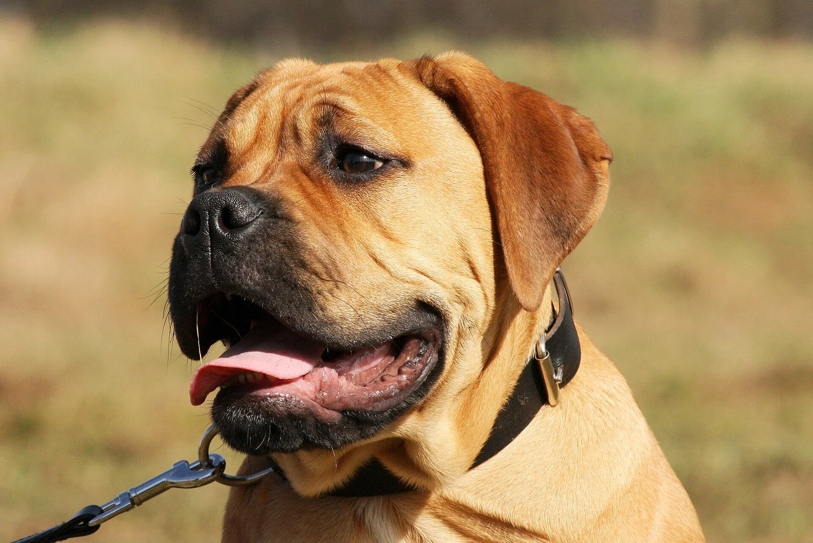 Meech the Bullmastiff Makes a Strong Case for a Bigger Sofa