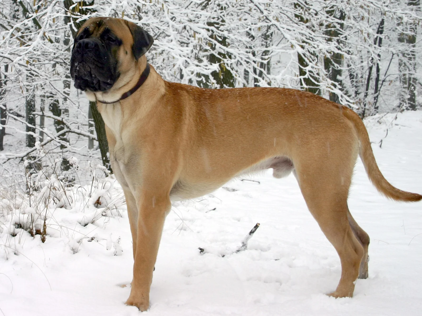Guardian Dogs: Strength, Socialisation and Responsible Ownership