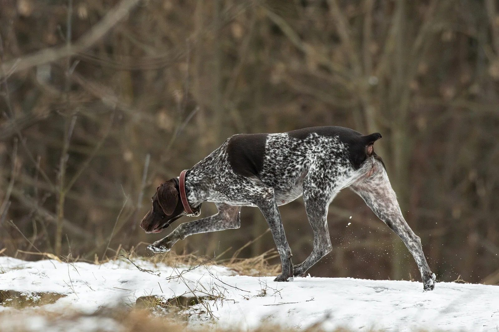 Popular and Rare Dog Breeds: What the Rankings Actually Measure