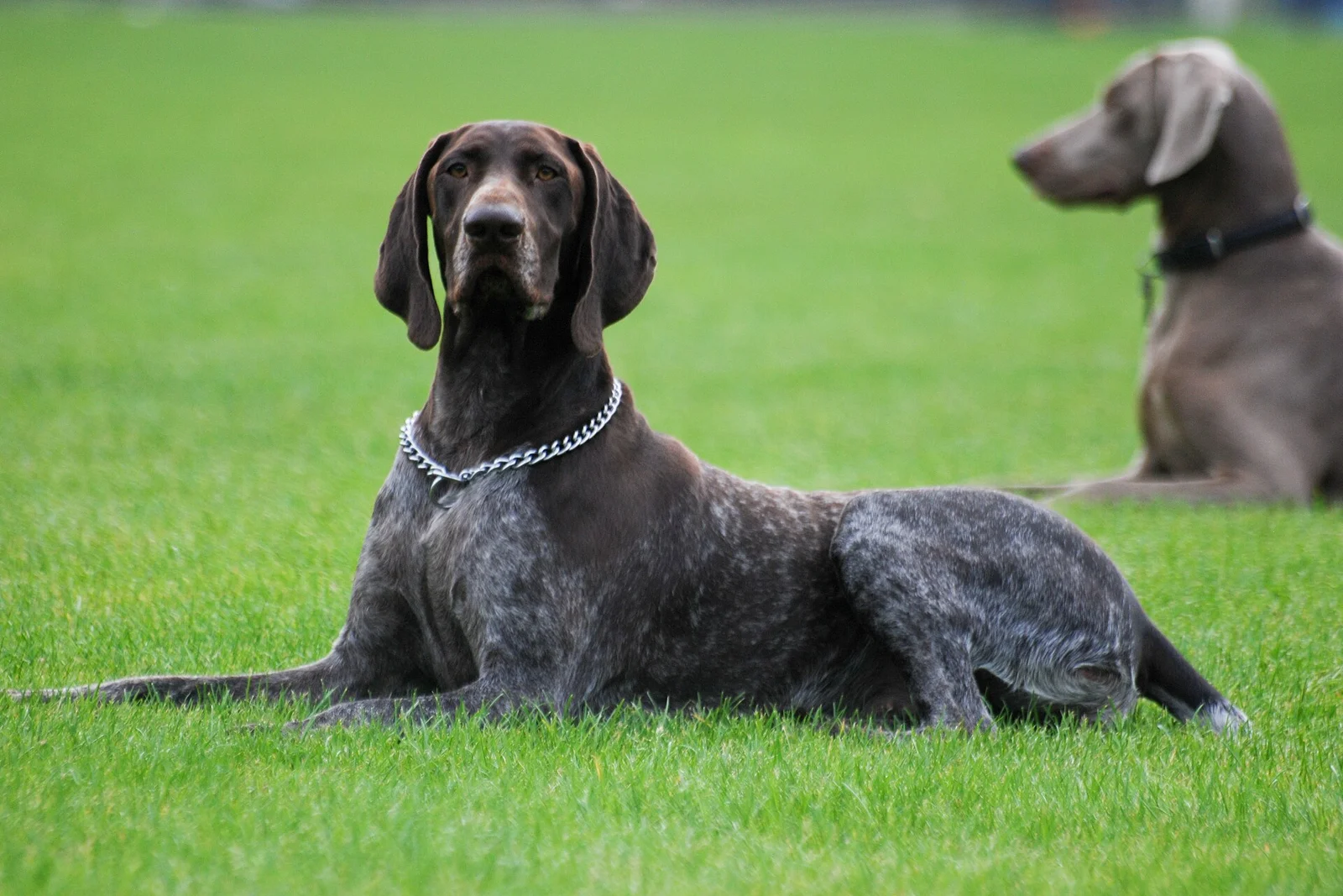 Dog Costs and Lifespan: Plan for a Life, Not a Breed Ranking