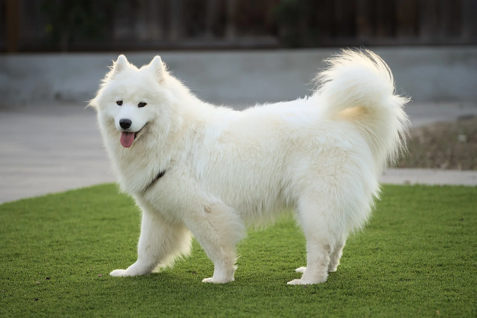 Lime and Avocado Oil for Dogs: Two Kitchen Questions, Few Good Reasons