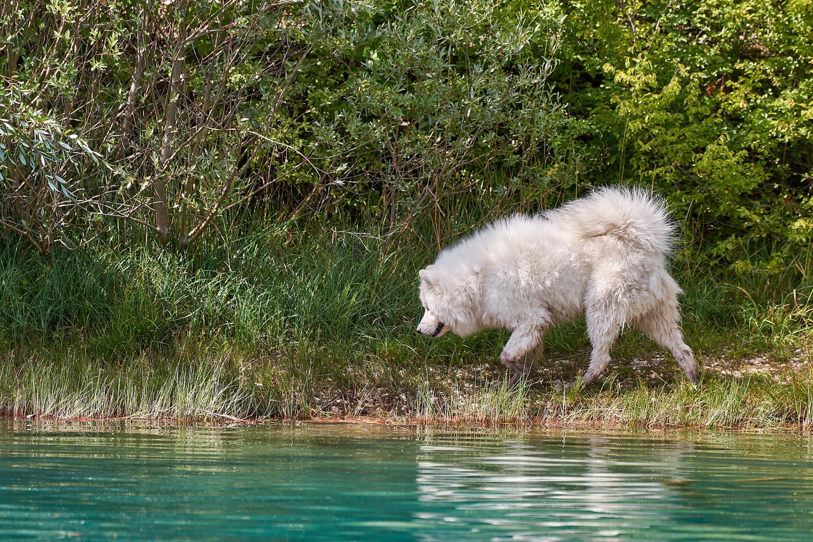 Living With Dogs: Everyday Hygiene Without the Alarm