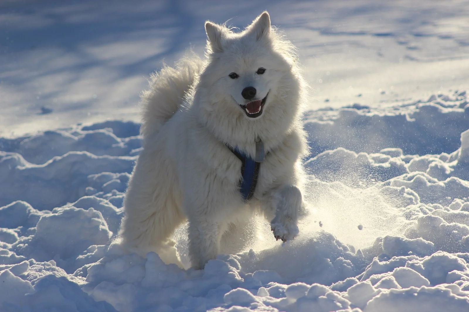 Russian Dog Breeds: Very Different Dogs Behind a Shared Label