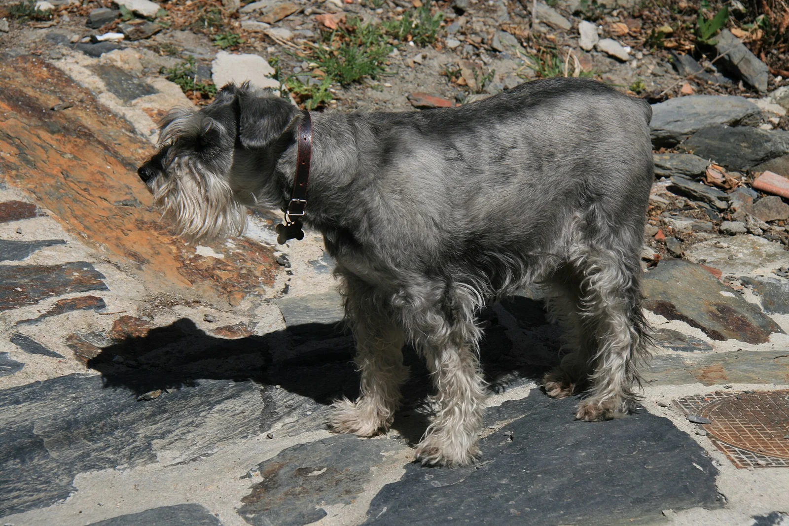 Dog Eating Rocks or Socks? Take Foreign Objects Seriously