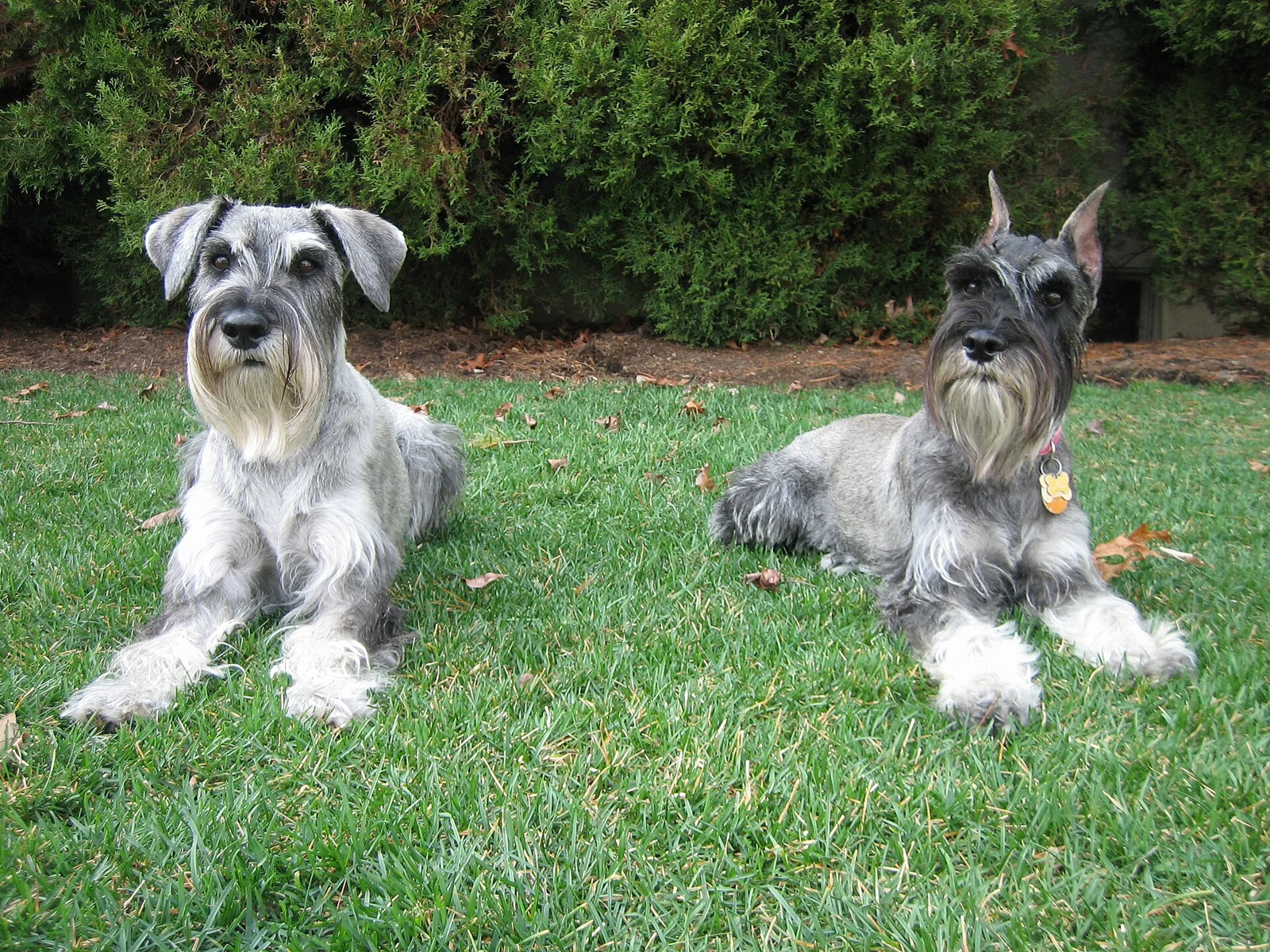 Did Buddy Say Sorry to the Baby? What a Dog Video Can Actually Show