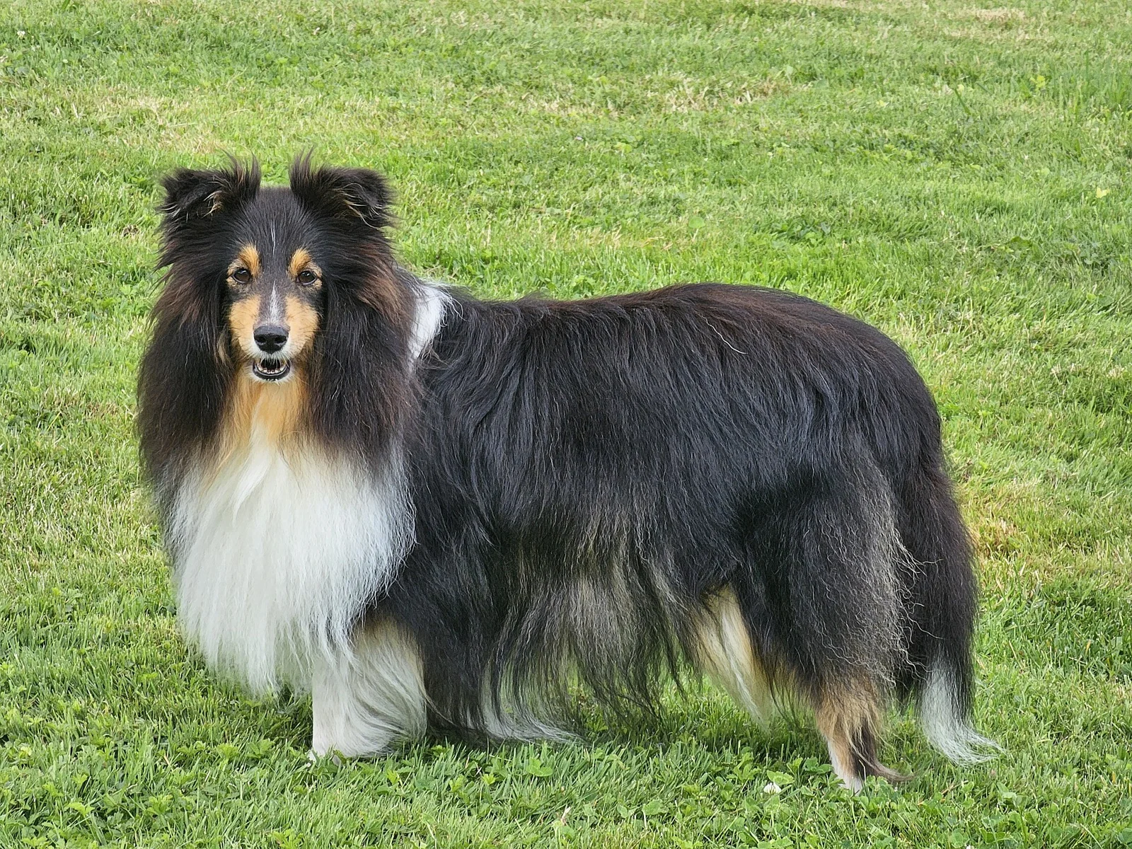 Dog Scooting: Find the Irritation Behind the Floor Shuffle