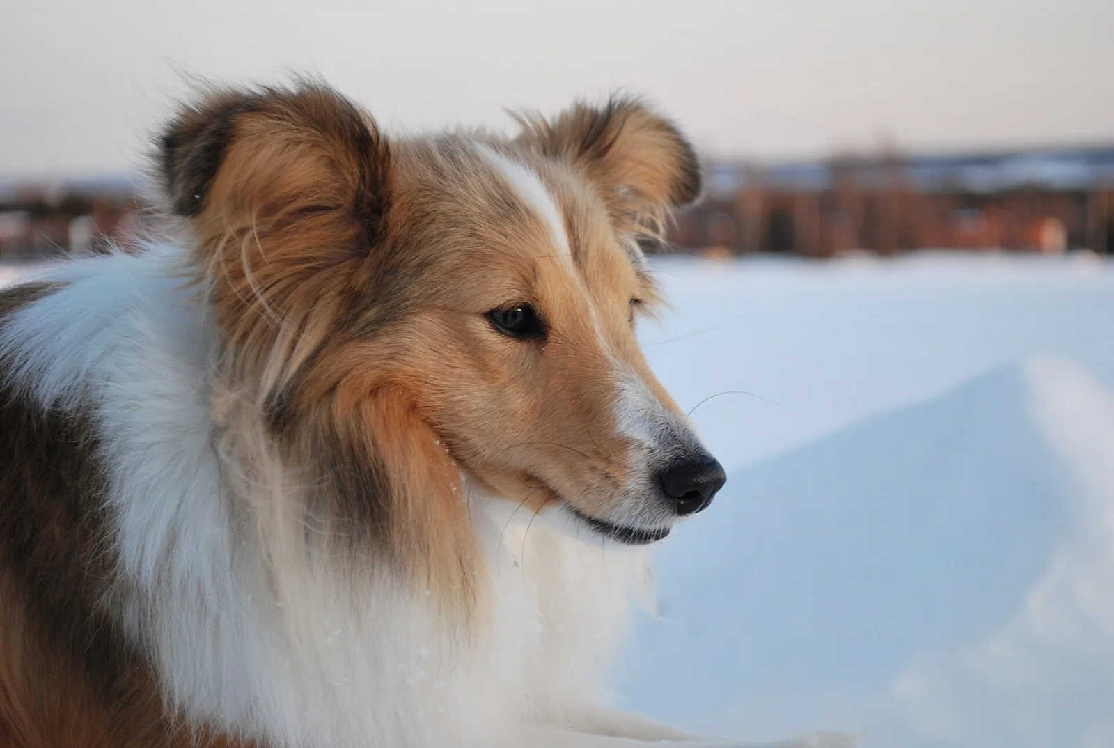 Raw Bones for Dogs: Why the Butcher Counter Is Not a Safety Check