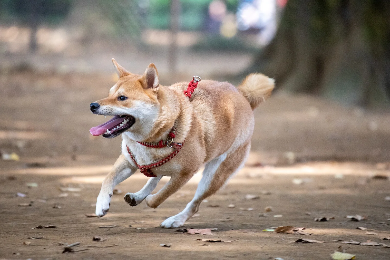 Ellabelle and Ladybug: Their Owner’s Account of an Interrupted Robbery