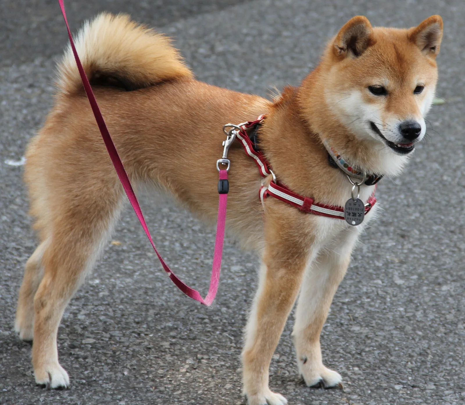 Independent Dogs at Home: Carolina Dogs, Shibas, Chows and Shar-Peis