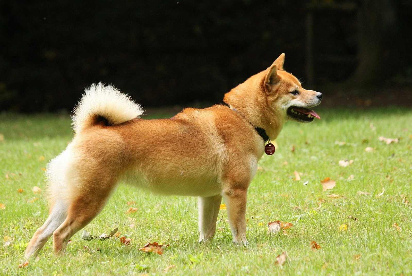 A New Lump on Your Dog: Why “Probably a Lipoma” Needs a Check