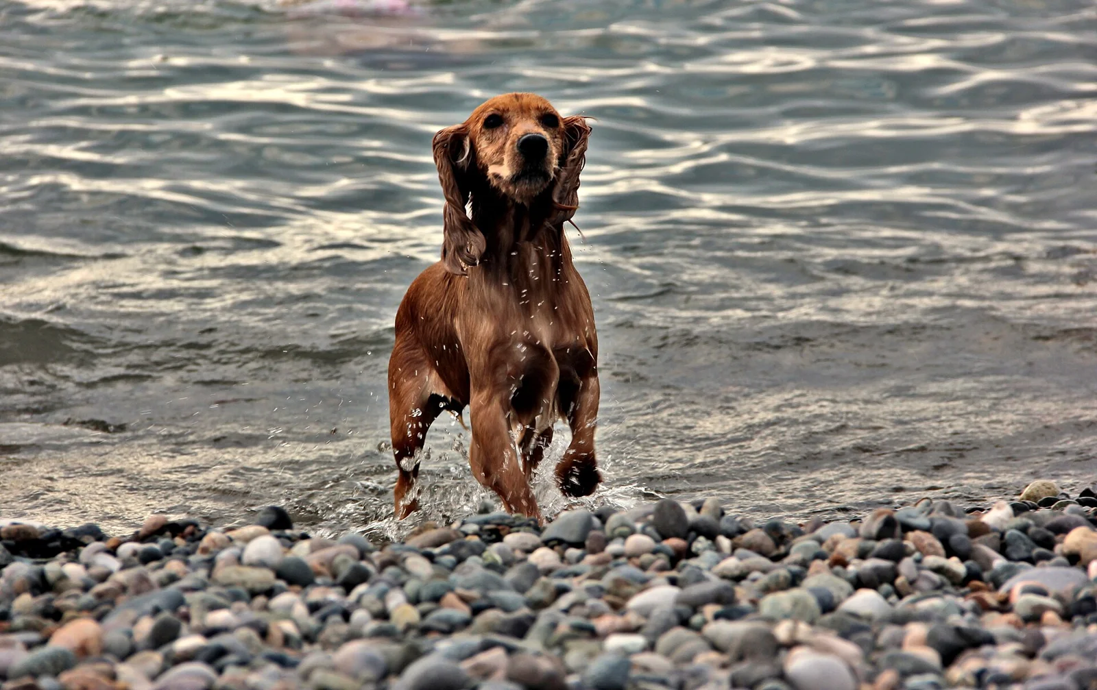 A Seasonal Dog Routine: Dark Walks, Wet Paws and Changing Weather