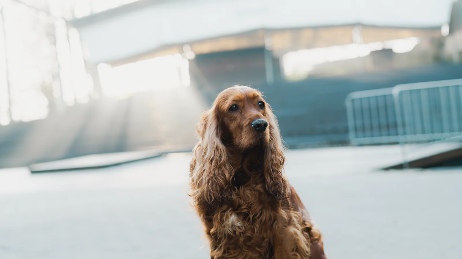 Before Sharing a Dog Rescue Video, Follow the Evidence Past the Ending