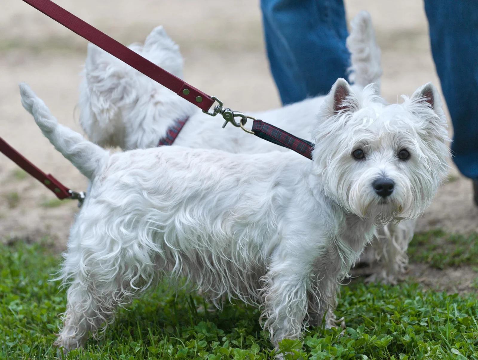 The Stadium Dog-Walk Case: A Reinstatement Stay Is a Procedural Development