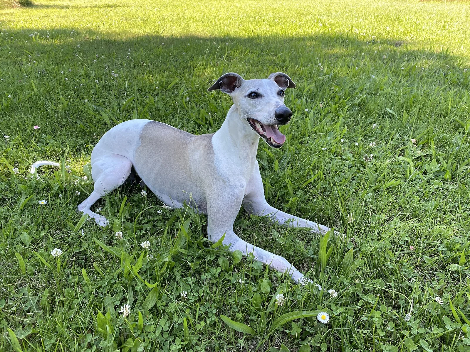 Reading Your Dog: Happiness, Tail Signals and the Guilty Look