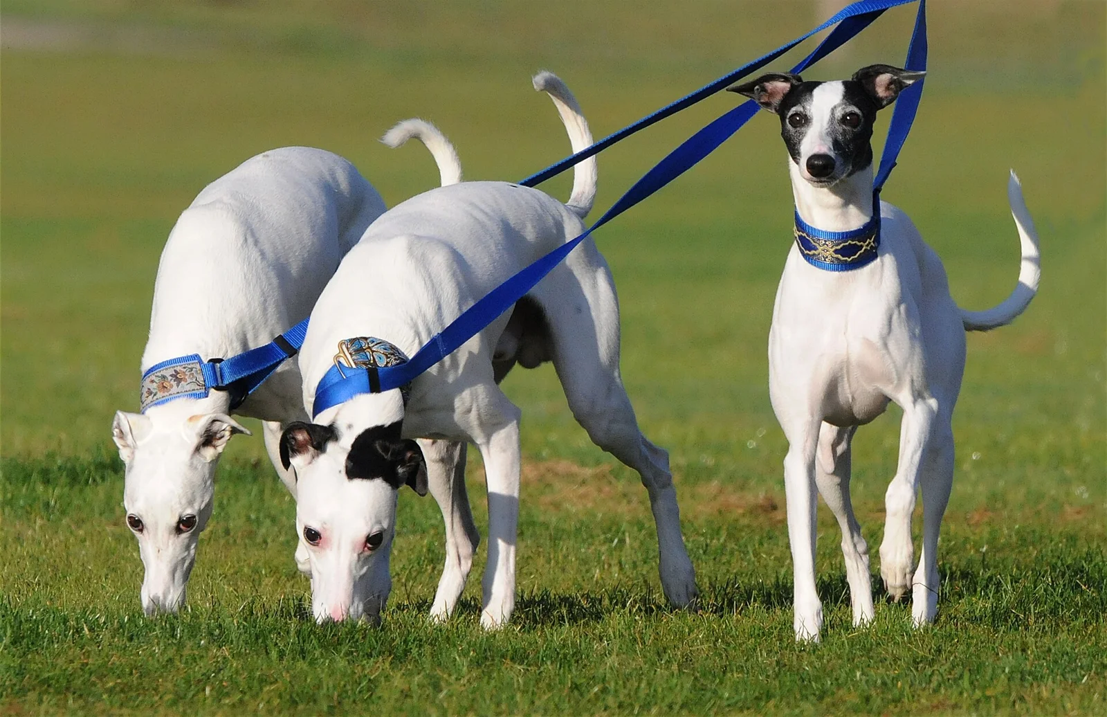 Cole the Deaf Dog: A Rescue Adoption That Reached the Classroom