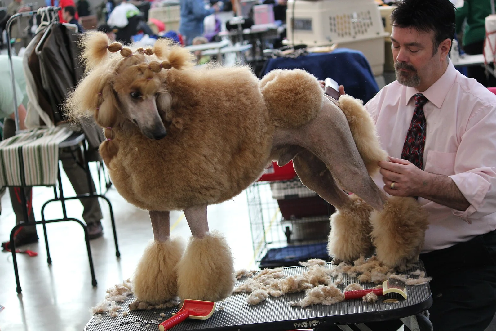 Beautiful Dog Coats: What Appearance Means for Everyday Care