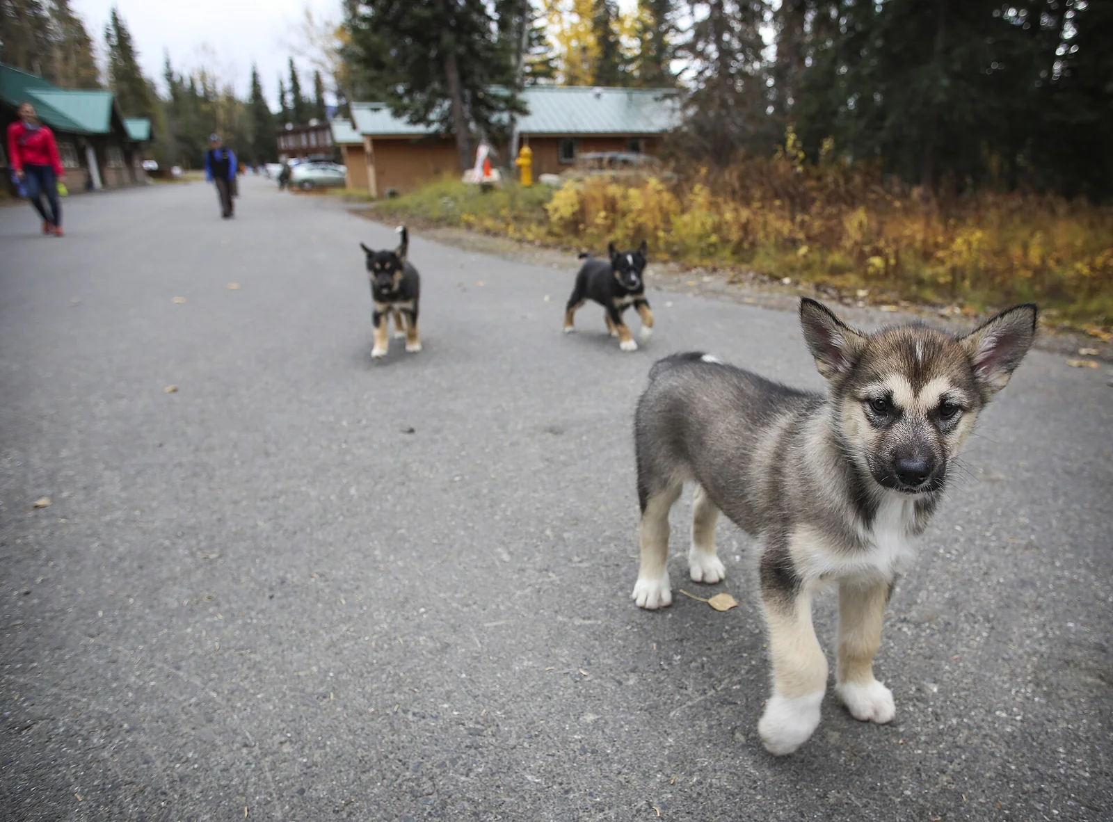One Puppy Became Five in an Older Mladenovac Rescue Video