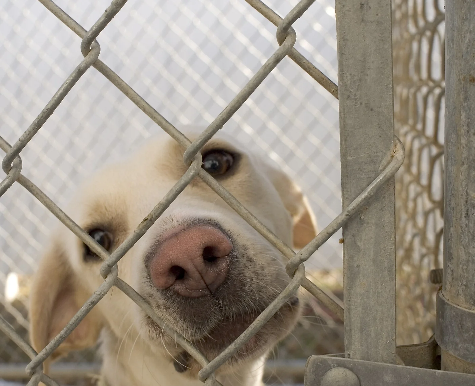 Nala’s Adoption Case: What the 2021 Reporting Actually Established