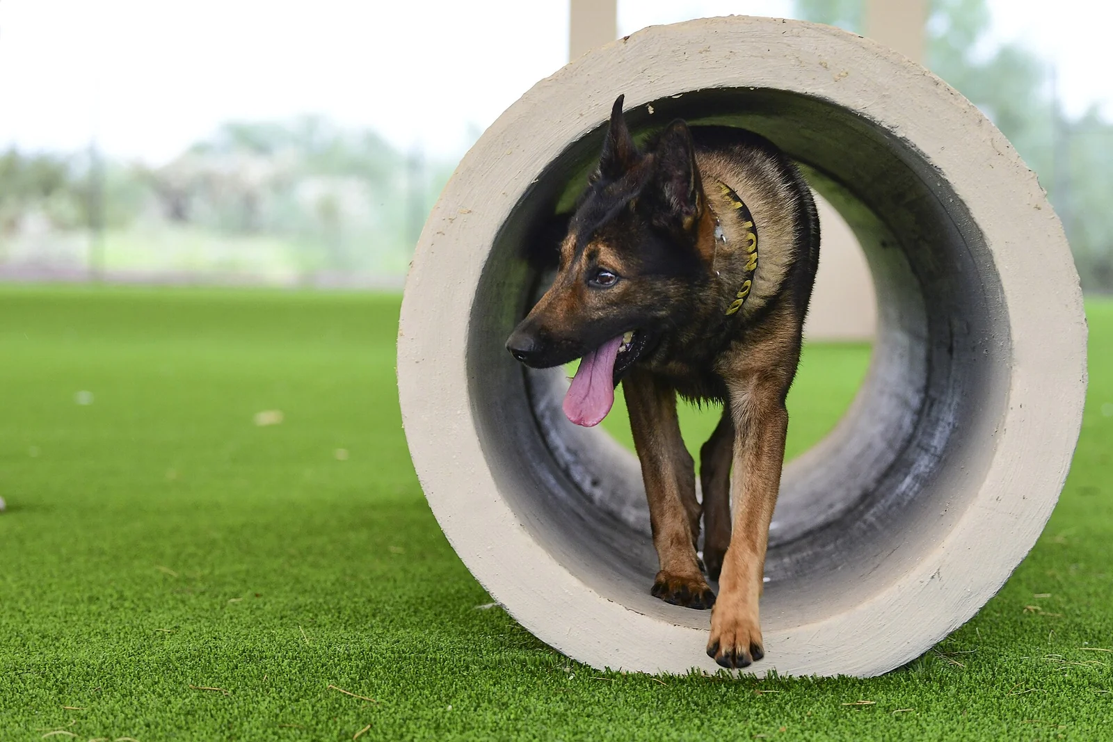 When Dog Training Stops Working: Five Things to Check First