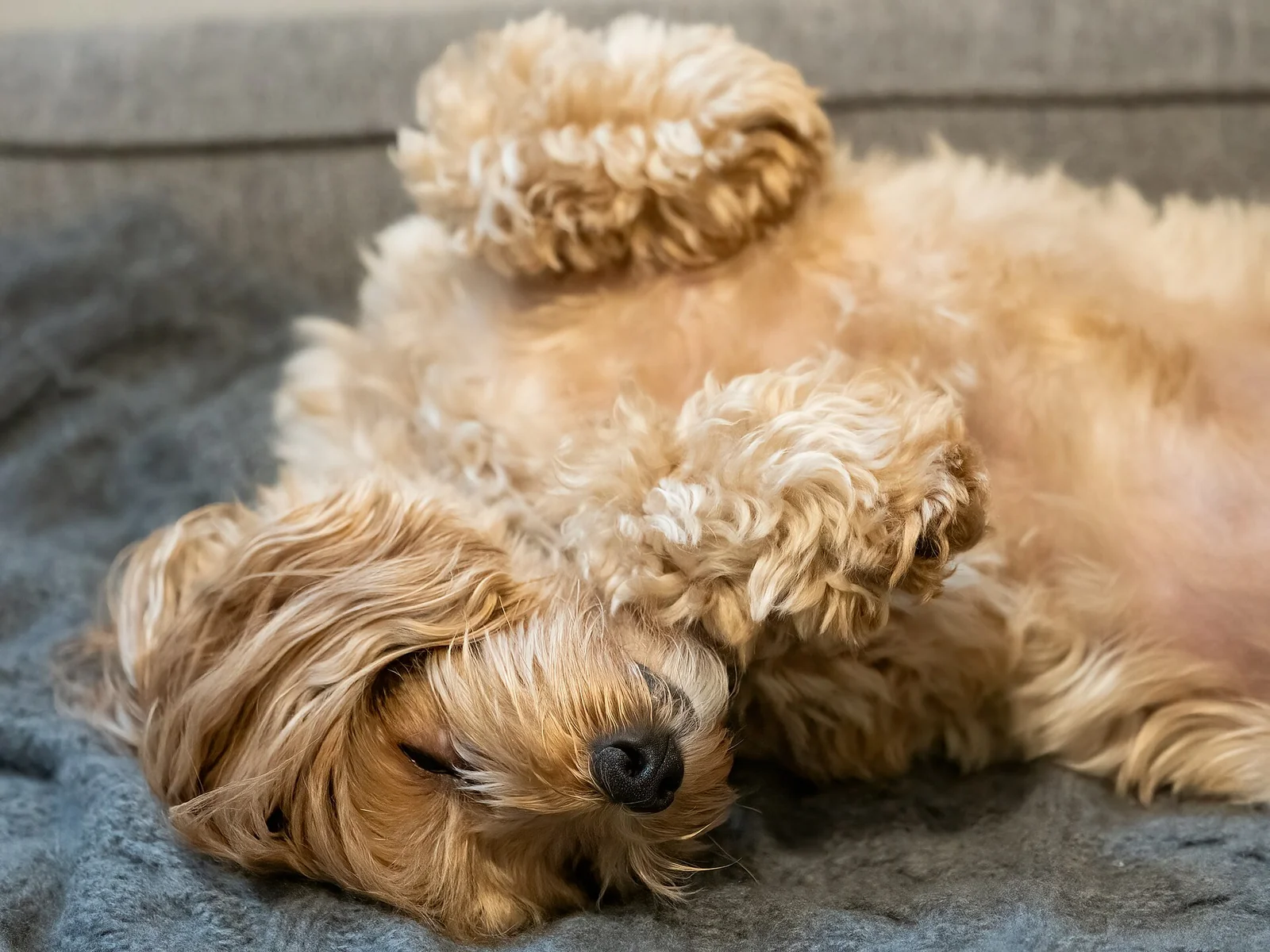 Should Your Dog Come to Work? Plan Around the Dog and the People