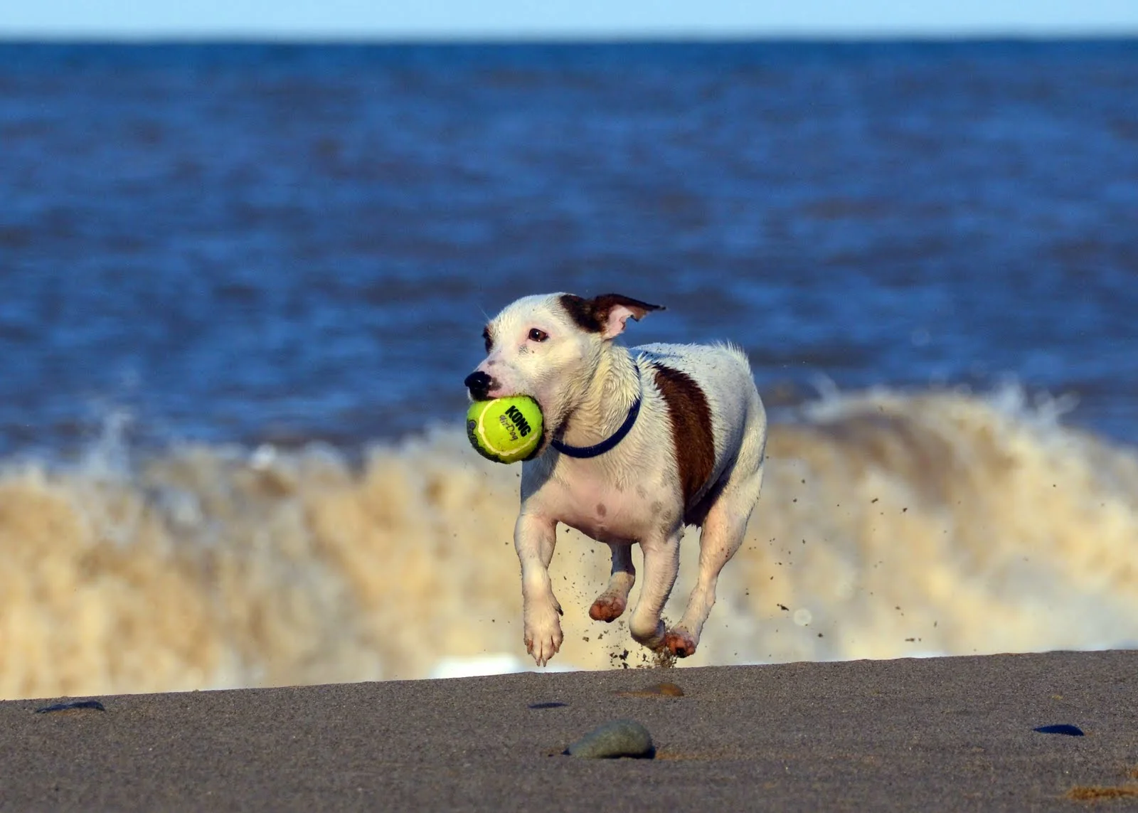 Choosing a Dog-Friendly Destination That Suits Your Dog